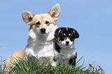 CORGI PEMBROKE 378